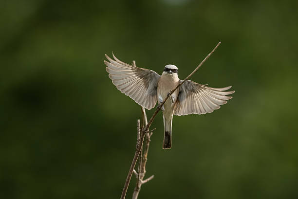 Male red-backed shrike (Lanius collurio) landing on a twig.