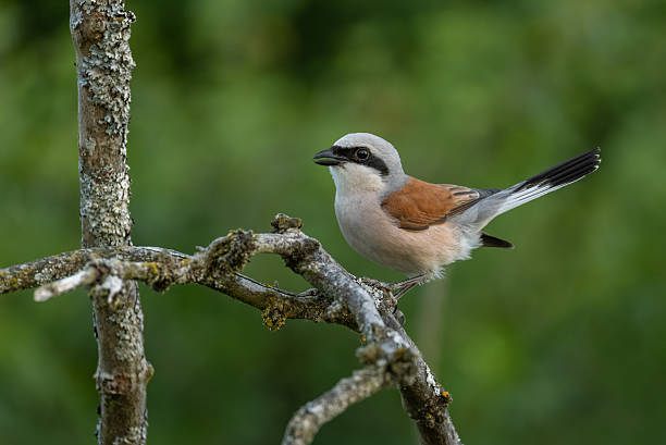 istock Beautiful male red-backed shrike (Lanius collurio) 2230975737