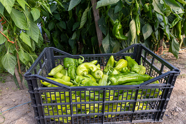 istock A basket full of green peppers 2230975910