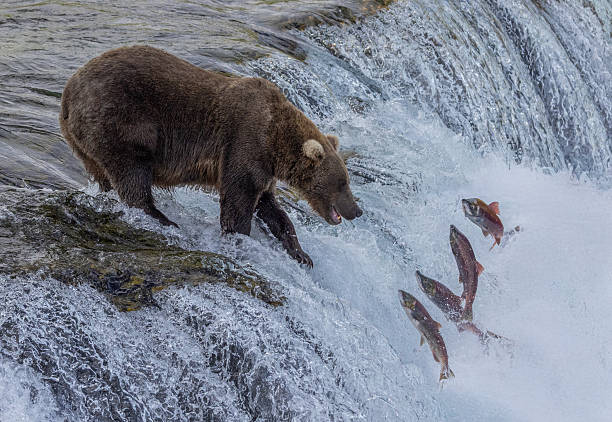 istock Brown Bear Watching Salmon Leap at Brooks Falls, Alaska, USA 2230976126