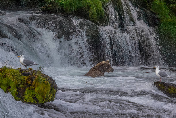Portrait image of an Alaskan brown bear standing at the top of Brooks Falls waiting to catch a salmon in Katmai National Park in September .