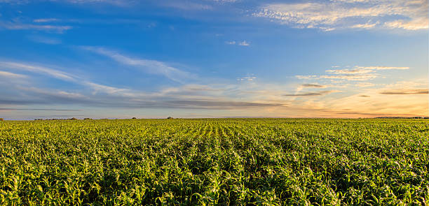 istock Green corn field at sunset. Rural landscape. 2230976251