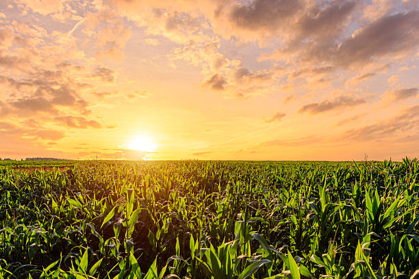 istock Green corn field at sunset. Rural landscape. 2230976257