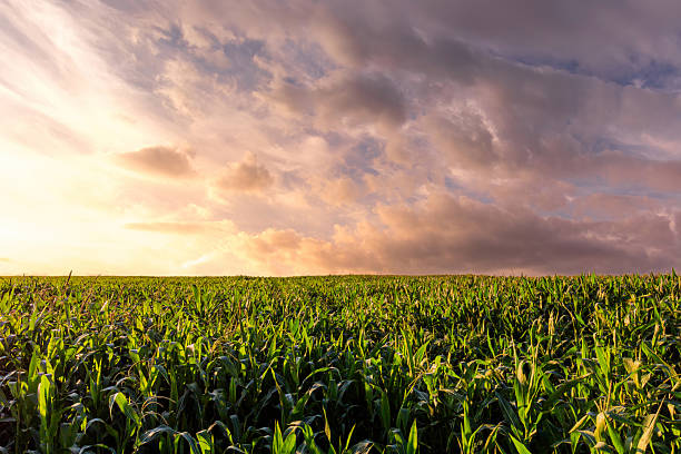 istock Green corn field at sunset. Rural landscape. 2230976275