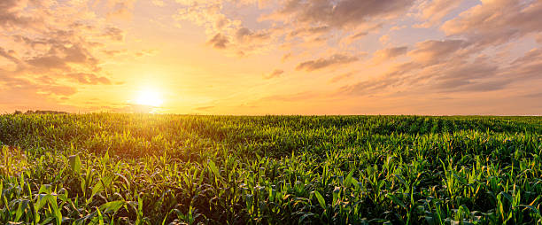 istock Green corn field at sunset. Rural landscape. 2230976299