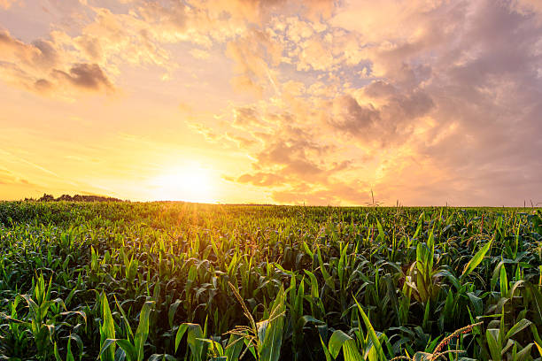 istock Green corn field at sunset. Rural landscape. 2230976348