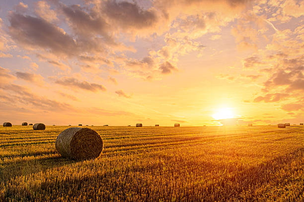istock Haystack bale on a golden field landscape at sunset. 2230977701