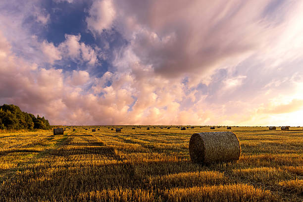 istock Haystack bale on a golden field landscape at sunset. 2230977712