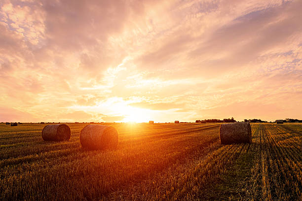 istock Haystack bale on a golden field landscape at sunset. 2230977724