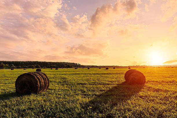 istock Hay rolls on a green field at sunset. Rural landscape. 2230977761