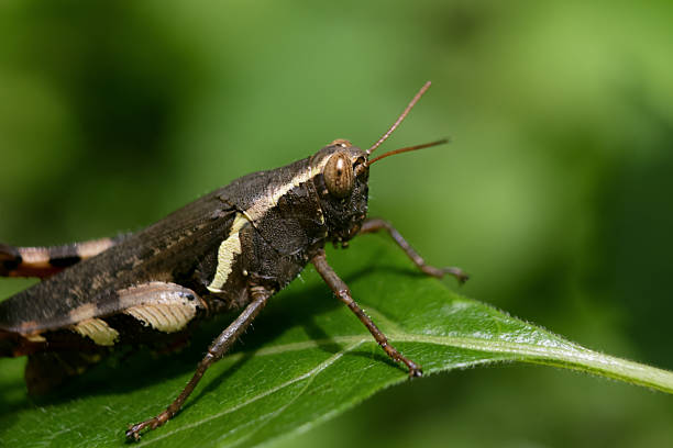 Close-up of a grasshopper and an ant sitting together on a green leaf