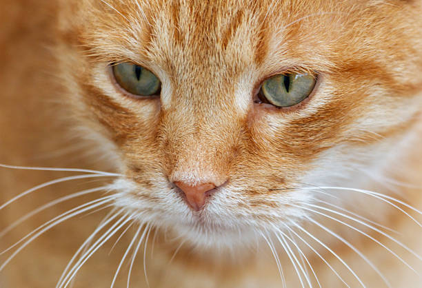 A cat with a green eye and orange fur. The cat has a white nose and whiskers