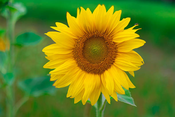 A vibrant sunflower stands tall against a blurred green background.