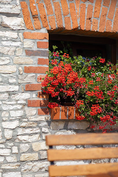 istock Vibrant red flowers blooming in a rustic stone wall window box 2230978972