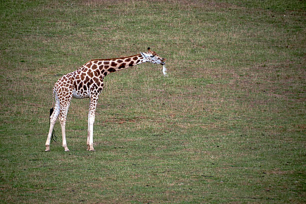 A lone giraffe in the savannah with a feather in its mouth. Empty space, long neck, large, vegetation, light.
