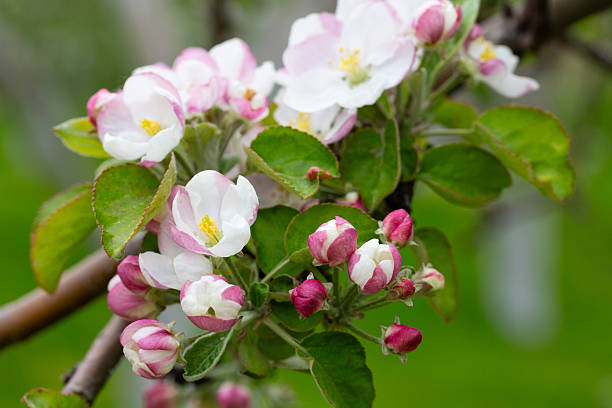 istock Blooming apple blossom. Garden apple tree 2230979190