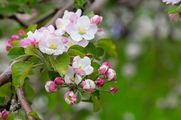 istock Blooming apple blossom. Garden apple tree 2230979647