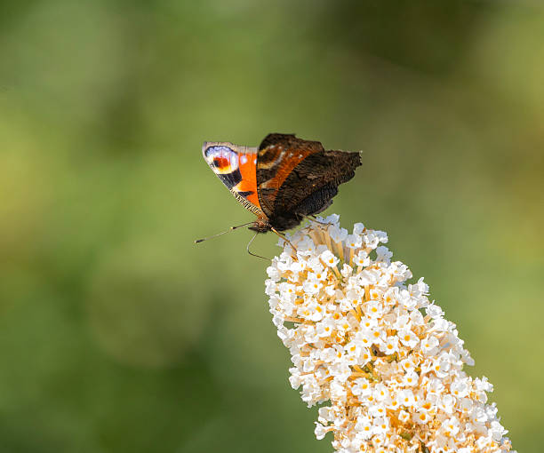 Peacock Butterfly, Aglais io, nectaring on a pink Buddleja panicle. Scotland, UK.