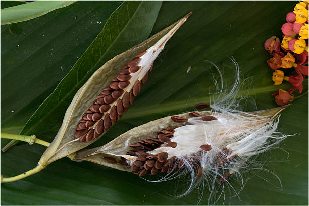 Also called Blood-flower plant - it plays crucial role in supporting Monarch butterflies and other pollinators. Seed pod and flowers photographed in Dominica, West Indies, Eastern Caribbean.