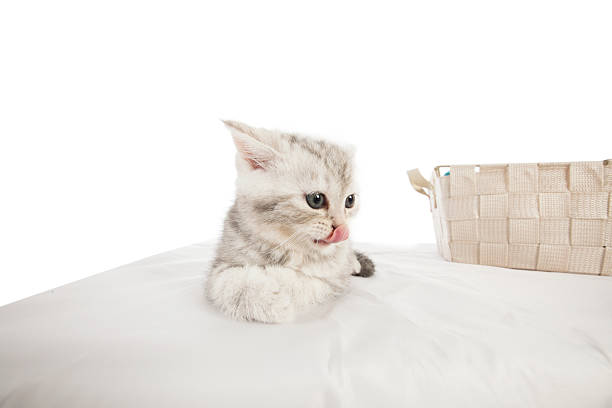 Cute white and grey kitten resting on a fluffy grey blanket. Cozy domestic pet scene perfect for themes of comfort, animals, and companionship.