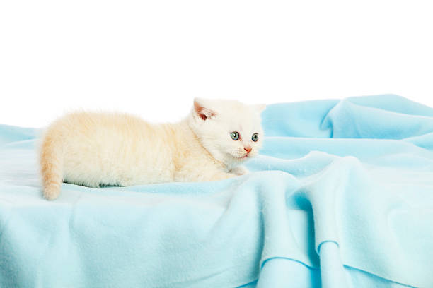 Cute white kitten resting on a fluffy blue blanket. Cozy domestic pet scene perfect for themes of comfort, animals, and companionship.