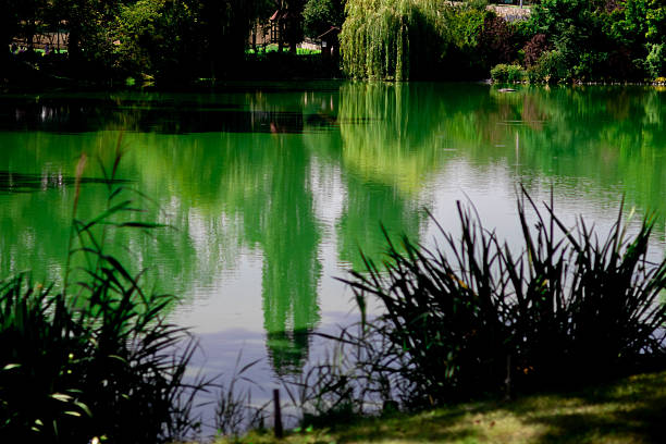 Calm lake displays vibrant green reflections of surrounding trees.