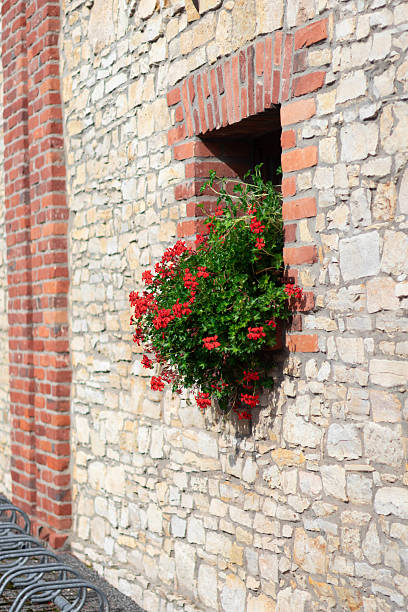 Bright red flowers cascade from a window adorned by an old stone wall.