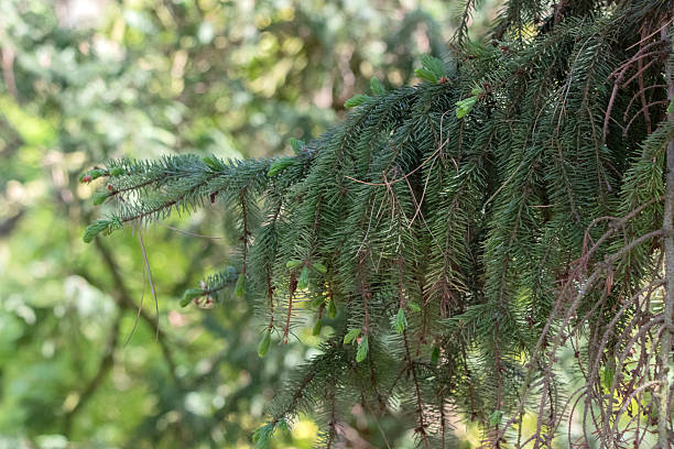 istock Close Up Pine Needles Picea Omorika 2230984094