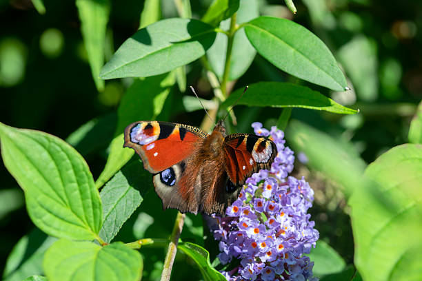 istock Close Up European Peacock Butterfly 2230984589