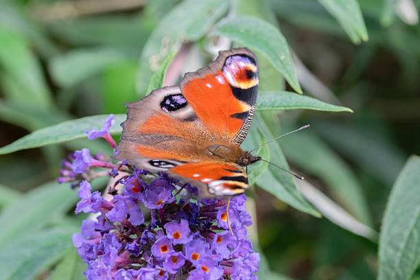 istock Close Up European Peacock Butterfly 2230984690