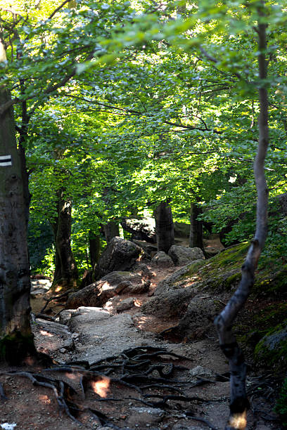 istock A winding path leads through a vibrant forest with sunlight streaming down 2230984942