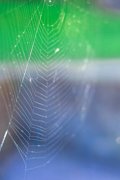 A detailed spider web catches light, showcasing its complex structure outdoors.