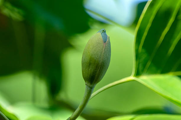Close Up Bud Of A Liriodendron Tulipifera At Amsterdam The Netherlands 20 May 2025