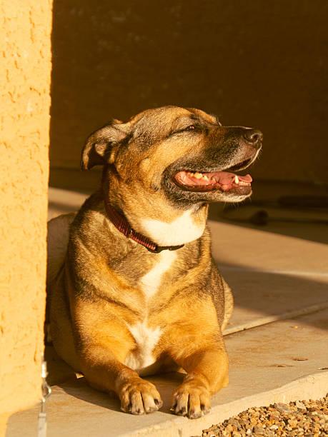 istock Older Dog Smiling on a Summer Day 2230987581