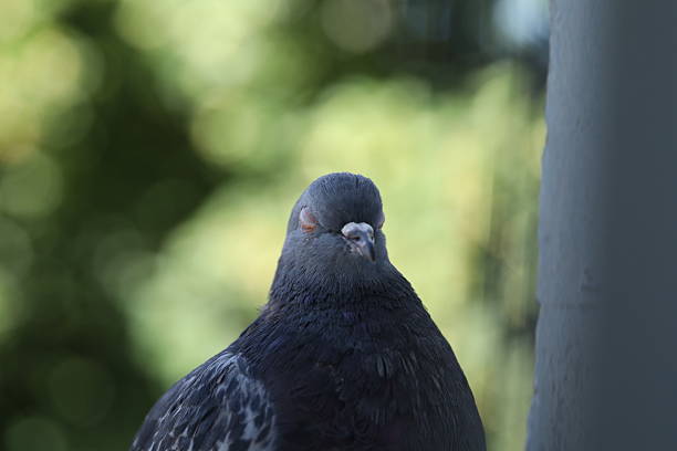 Female Pigeon closeup portrait, pigeon beautiful photography, animal head