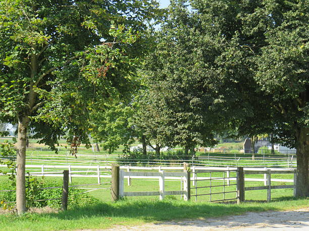 istock trees on a horse pasture 2230990225