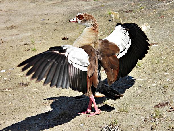 Greylag goose in a park in Bonn, Germany
