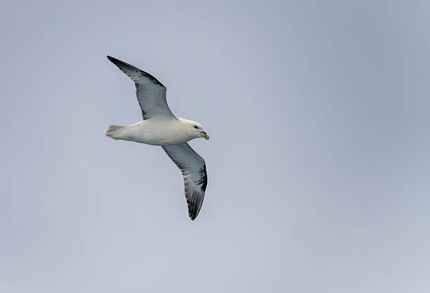 Side view of a Northern Petrel seabird as it glides with stiff wings above the Arctic ocean alongside cruise ship