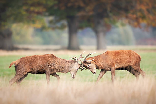 istock Two young red deer stags fighting during rut in autumn 2230994178