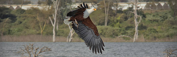 istock African fish eagle hunting on Naivasha lake 2230994277