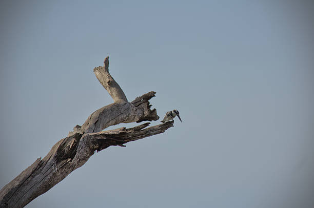 istock Woodpecker standing on a dead tree branch on Naivasha lake 2230994310