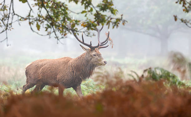 istock Majestic red deer stag with large antlers walking through a misty autumn forest 2230994413