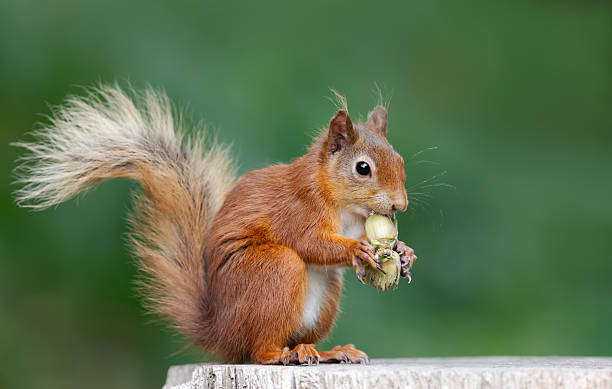 istock Portrait of a cute red squirrel eating green hazelnuts on a tree stump 2230994420