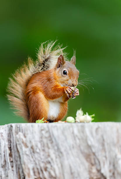 istock Portrait of a cute red squirrel eating green hazelnuts on a tree stump 2230994434