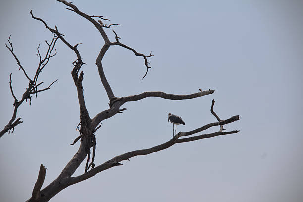 Marabou stork on dead tree branch, Naivasha lake, Kenya