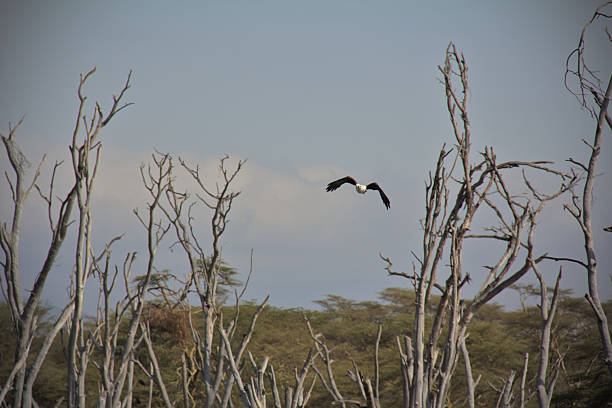 African fish eagle flying above Naivasha lake, Kenya
