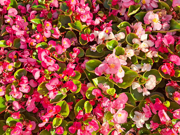 istock Wax Begonia flowers. Begonia cucullata 2230995889