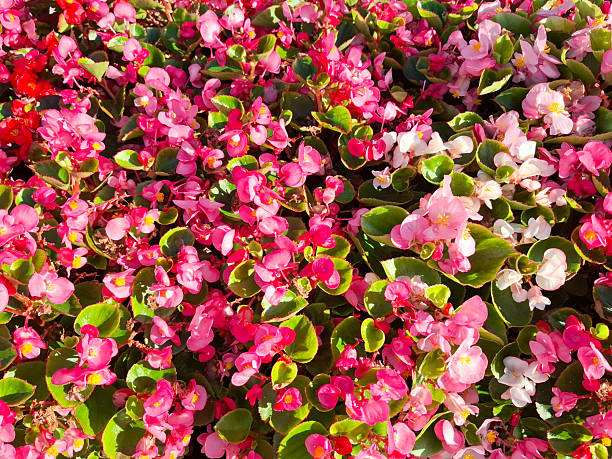 istock Wax Begonia flowers. Cucullata Begonia 2230995907
