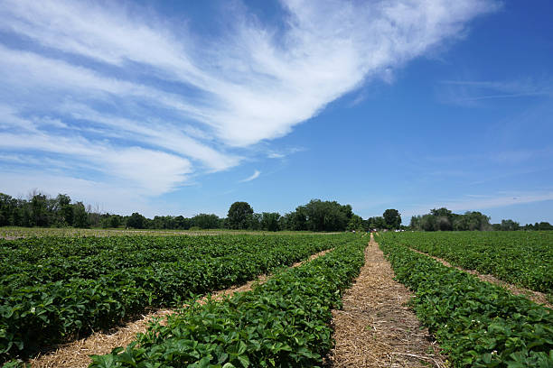 istock spring farm field with strawberry grown in the field 2230996545