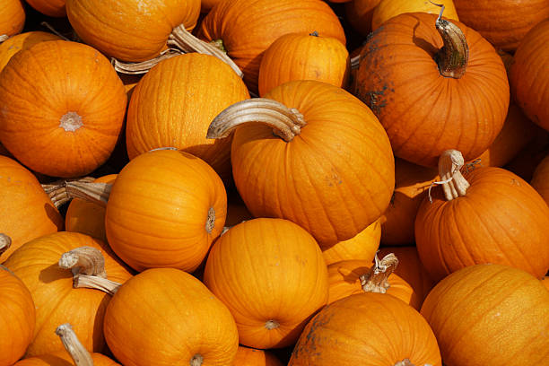 istock pumpkin harvest in autumn season 2230996573